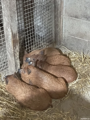 vand purcei  - imagine 3