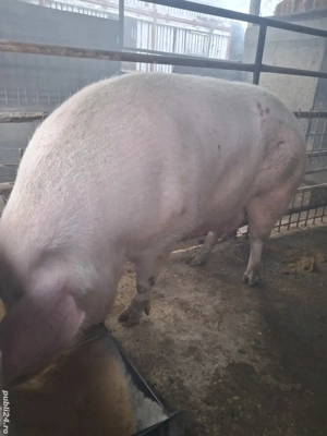 de vânzare scroafă 270..280 kg rasă marele alb ofer transport 