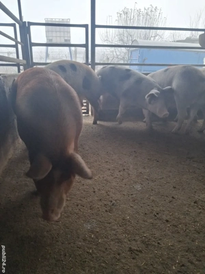 de vânzare 5 masculi 75..110 kg rasă marele alb și  - imagine 3