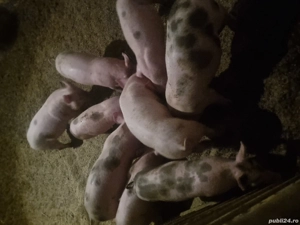 vind purcei de luni  6 mascuri  3 scrofite pentru mai multe detalii la tel    ! - imagine 2