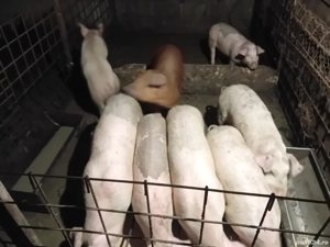 Vând purcei la 35-40 kg