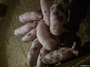 vind purcei de luni  6 mascuri  3 scrofite pentru mai multe detalii la tel    !