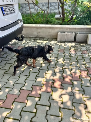 vand mascul Jagdterrier - imagine 4