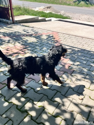 vand mascul Jagdterrier - imagine 5