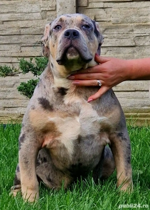Mascul American Bully XL Tri-color Merle - imagine 2