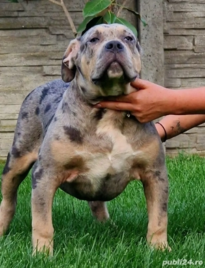 Mascul American Bully XL Tri-color Merle - imagine 4