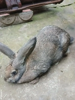 vand iepuroaică rasa