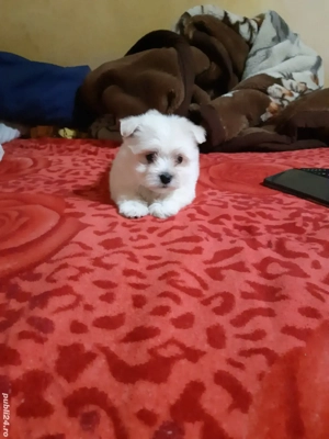 Bichon maltese miny toy  - imagine 2