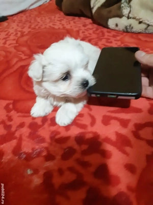 Bichon maltese miny toy  - imagine 3