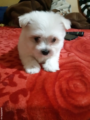 Bichon maltese miny toy  - imagine 4