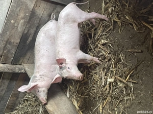 Purcei de rasa pietrain - imagine 4