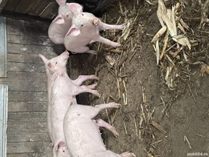 Purcei de rasa pietrain - imagine 2