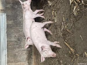 Purcei de rasa pietrain