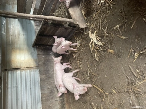 Purcei de rasa pietrain - imagine 5