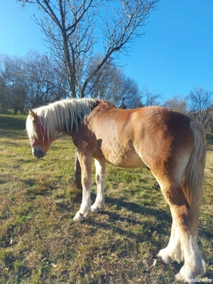 Vand armasar de 2 ani - imagine 3