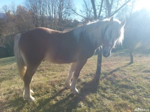 Vand armasar de 2 ani