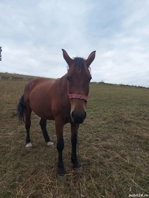 Vand iapa gestanta  - imagine 3