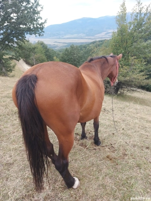 Vand iapa gestanta  - imagine 2