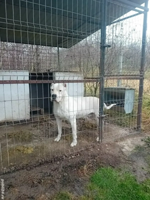 Caine pentru vanatoare sau  show dog argentinian - imagine 3