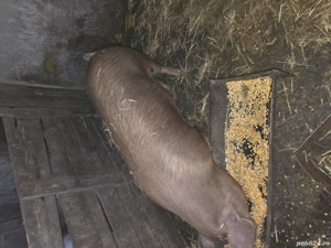 Vand purcele de carne!