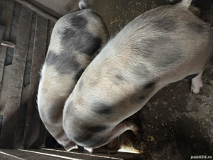 Vand purcele de carne! - imagine 2