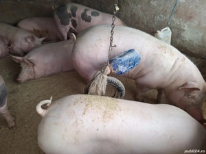 Vand 3 porci nu sunt de ferma zona ploiesti - imagine 2