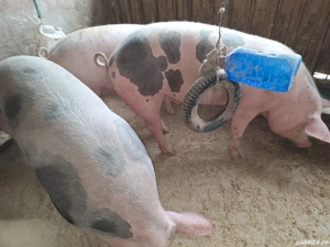 Vand 3 porci nu sunt de ferma zona ploiesti - imagine 4