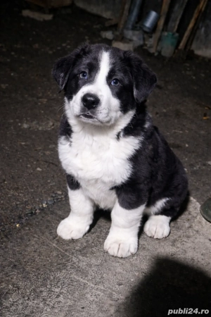 Ciobănesc de Asia centrala 