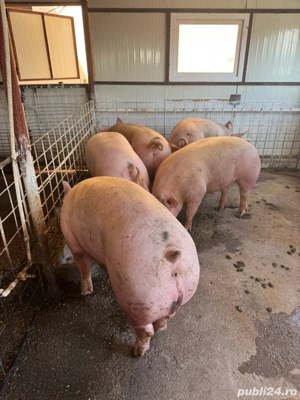 purcei si porci 25-150kg - imagine 2
