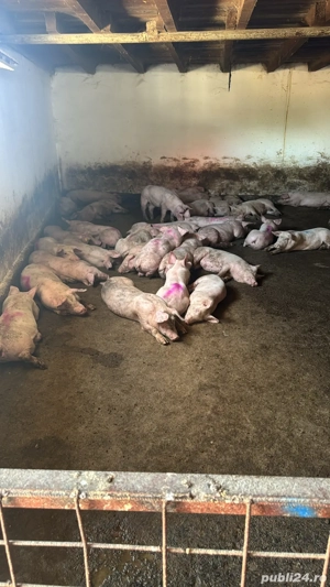 purcei si porci 25-150kg - imagine 3