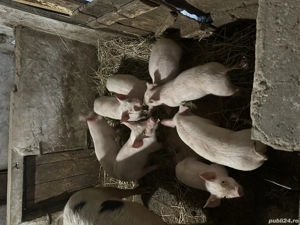 Vând purcei  - imagine 2