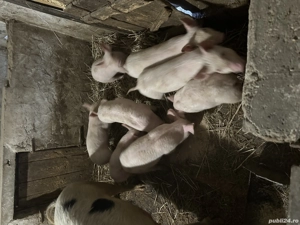 Vând purcei  - imagine 3