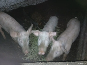 Purcei de vânzare - imagine 2