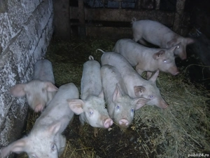 Purcei de vânzare - imagine 3