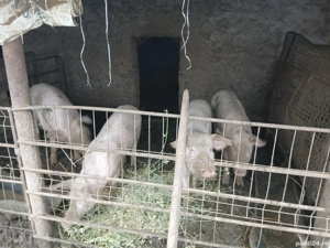 Purcei de vânzare - imagine 4