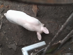 purcei de vanzare  - imagine 2