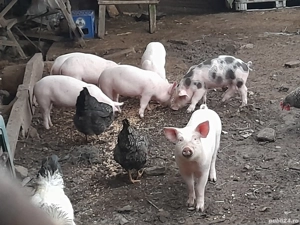 purcei de vanzare  - imagine 3