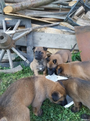 Ciobanesc Belgian Malinois 
