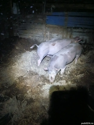purcei de vânzare  - imagine 3