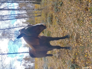 Vând cârlană de 2 ani - imagine 5