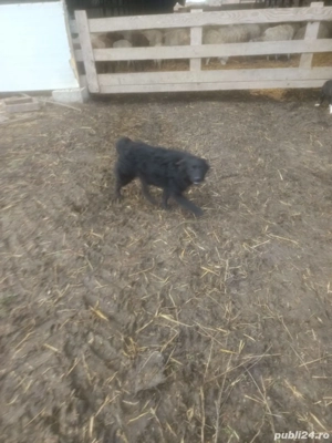 Caine de intors oi (Mudi) - imagine 2