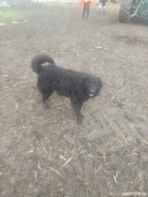 Caine de intors oi (Mudi) - imagine 3