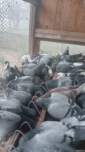 Porumbei voiajori cu origini bune .  - imagine 3