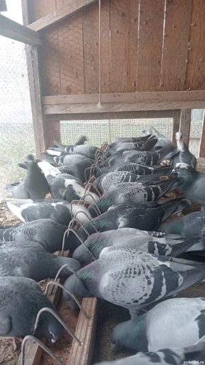 Porumbei voiajori cu origini bune . 