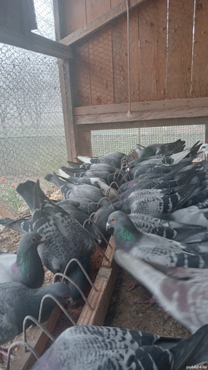 Porumbei voiajori cu origini bune .  - imagine 2