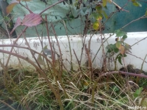 Butasi de mur fără spini