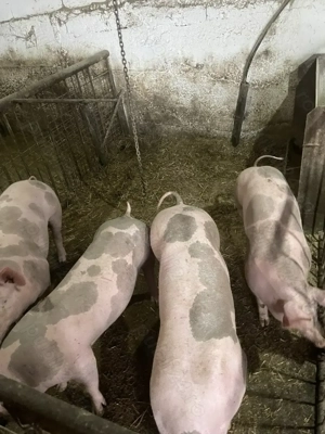 Purcei pietrain de vanzare