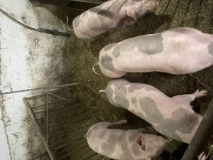 Purcei pietrain de vanzare - imagine 2