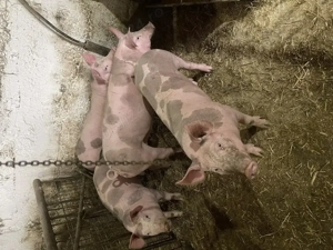 Purcei pietrain de vanzare - imagine 3