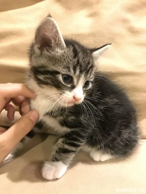 Siberiana de Padure  - imagine 2